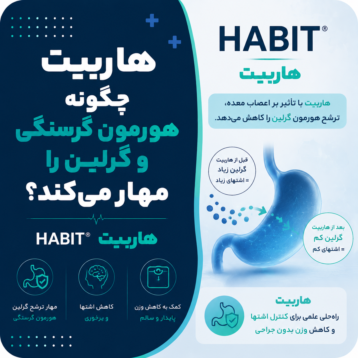 هاربیت چگونه هورمون گرسنگی و گرلین را مهار می‌کند؟